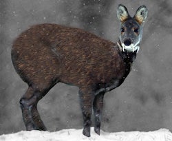 Siberian Musk Deer