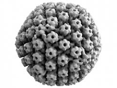 Herpes virus in 3D